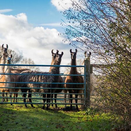 The Merry Harriers Bed and Breakfast Godalming Eksteriør billede