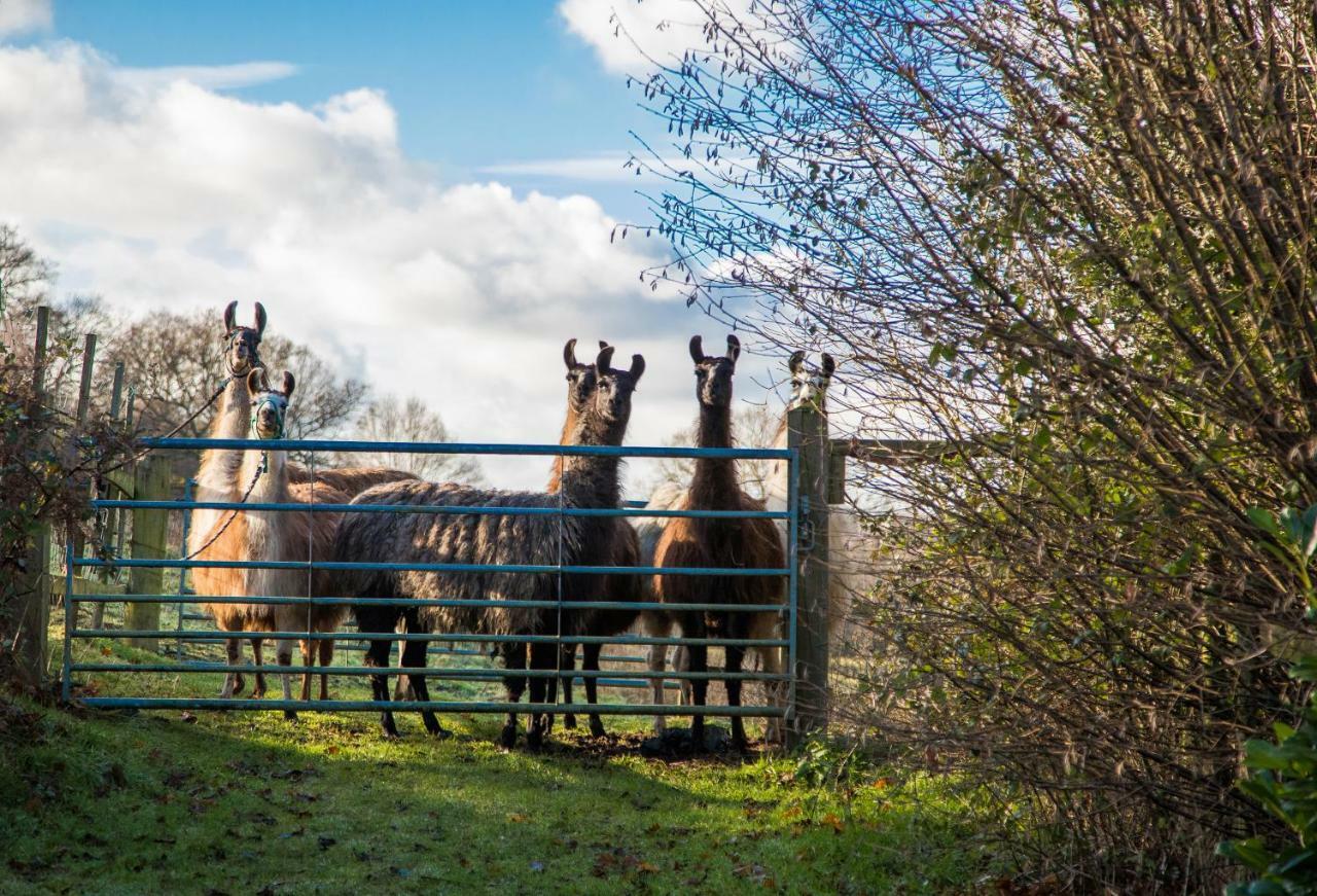 The Merry Harriers Bed and Breakfast Godalming Eksteriør billede